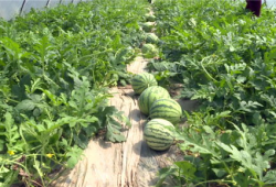 保定吃瓜最新爆料视频大全,最新爆料视频大全汇总